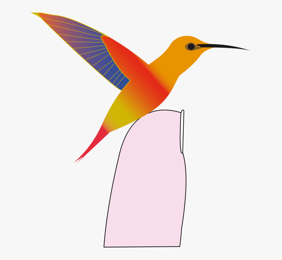Pollinator,bird,beak - Hummingbird, Transparent Clipart