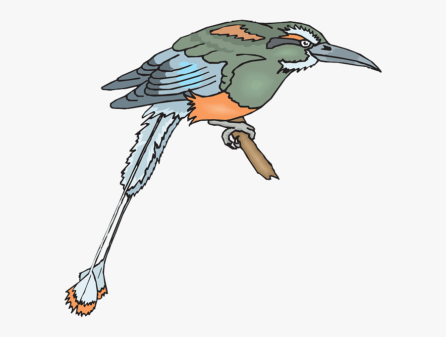 Perched Bird, Branch, Wings, Animal, Beak, Feathers, - Portable Network Graphics, Transparent Clipart