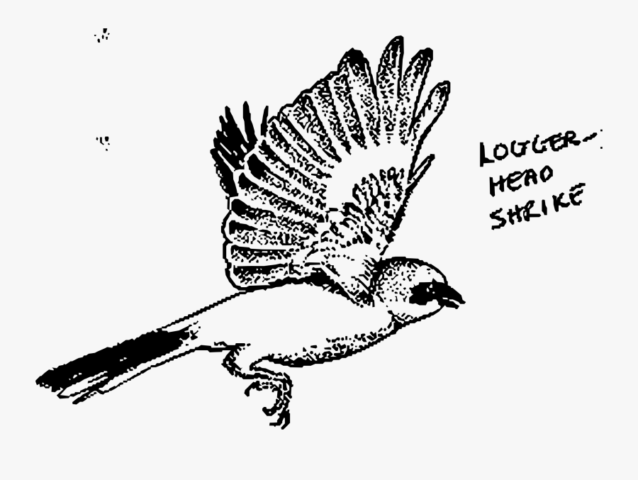 Beak Clipart Shrike - Loggerhead Shrike, Transparent Clipart