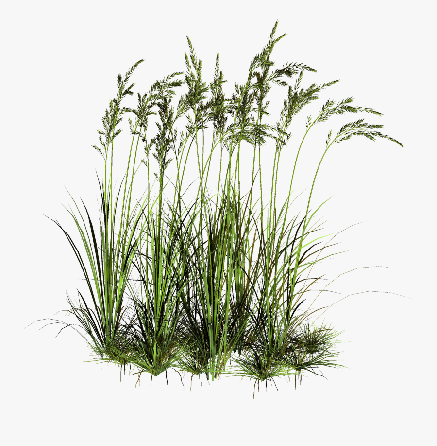 Transparent Grass Png - Water Plants Cut Out, Transparent Clipart