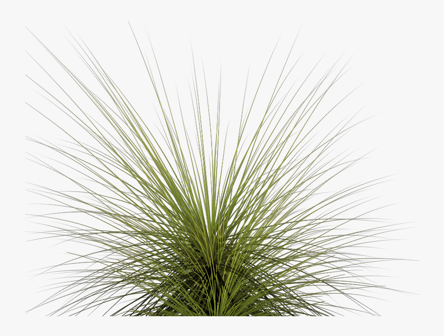 Computer Icons Clip Art - Tall Grass Png Ornamental, Transparent Clipart