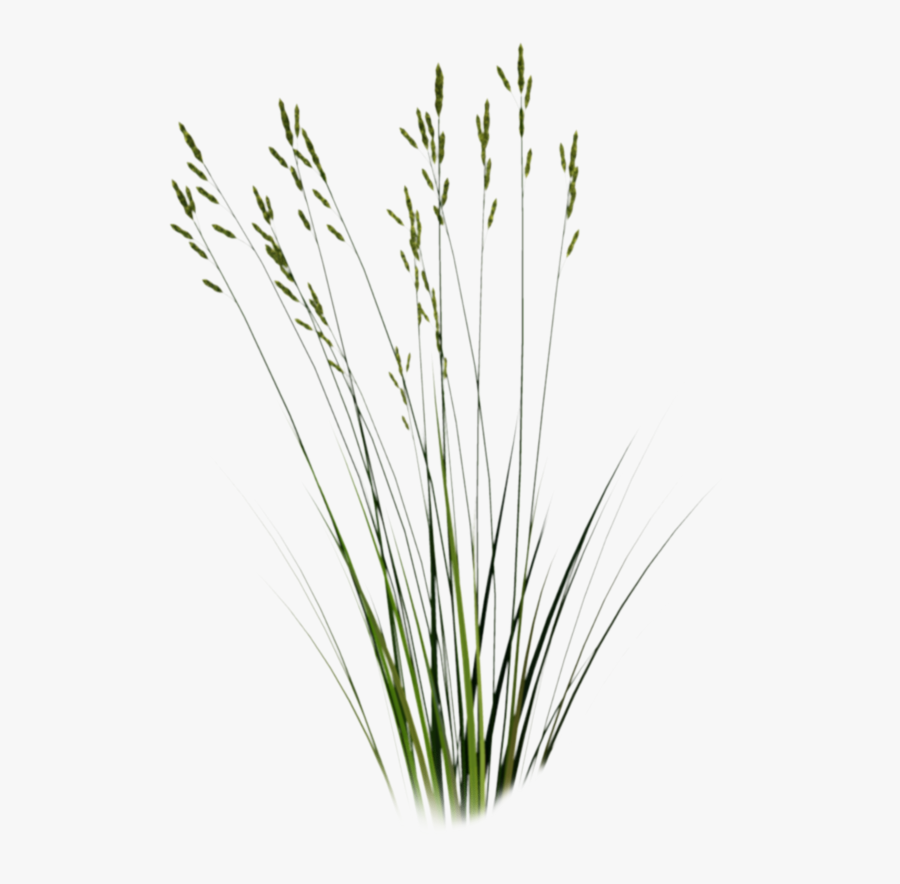 Beach Grass Png - Cut Out Grass Png, Transparent Clipart