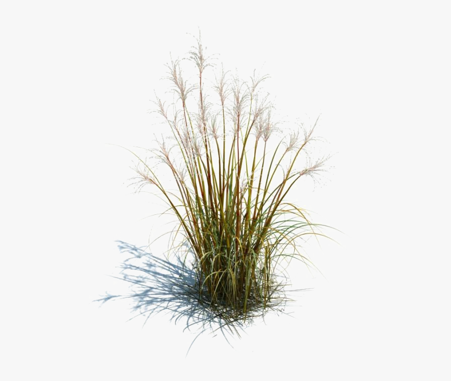 Long Grass Transparent Images - Transparent Ornamental Grass Png, Transparent Clipart