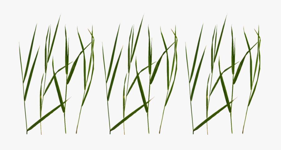 Transparent Saw Blade Clipart - Free Grass Blade Texture, Transparent Clipart