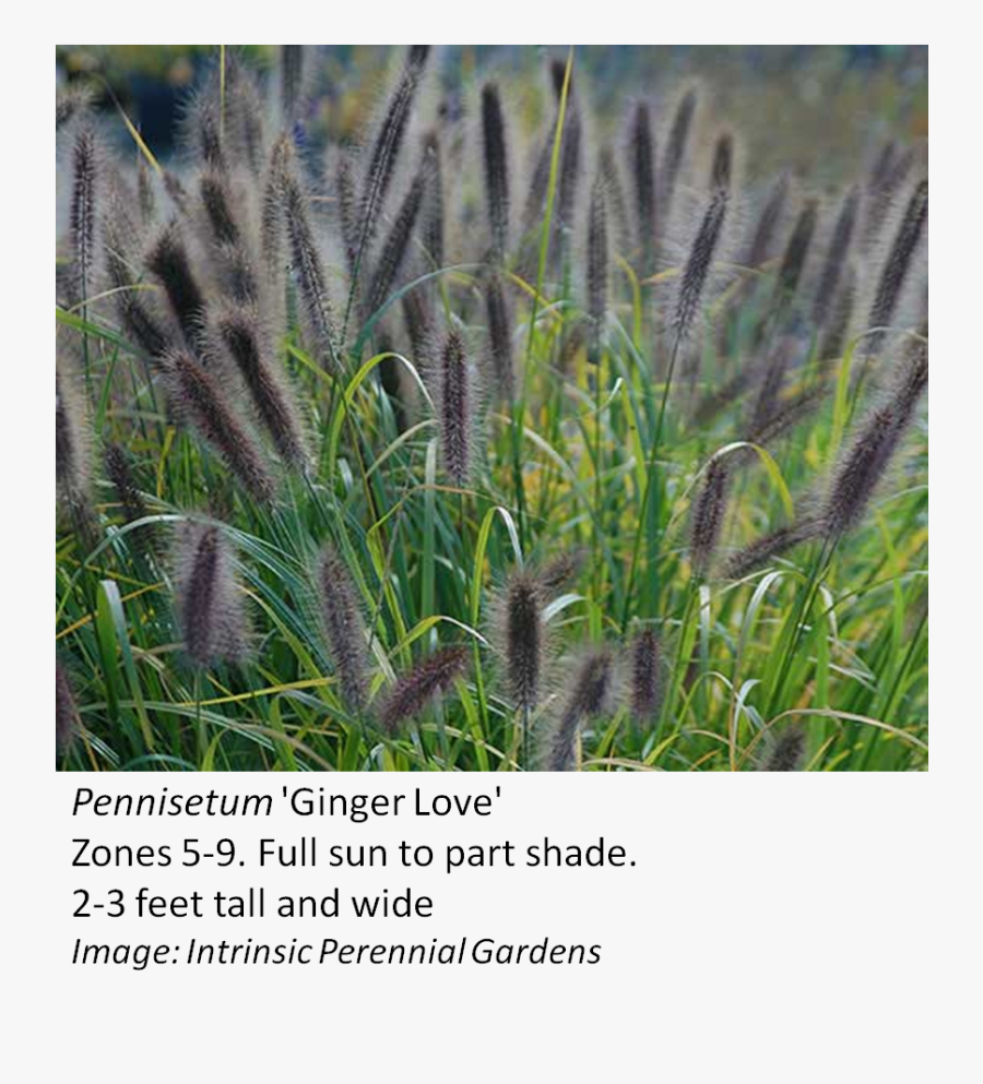 Transparent Tall Grasses Png - Pennisetum Ginger Love, Transparent Clipart