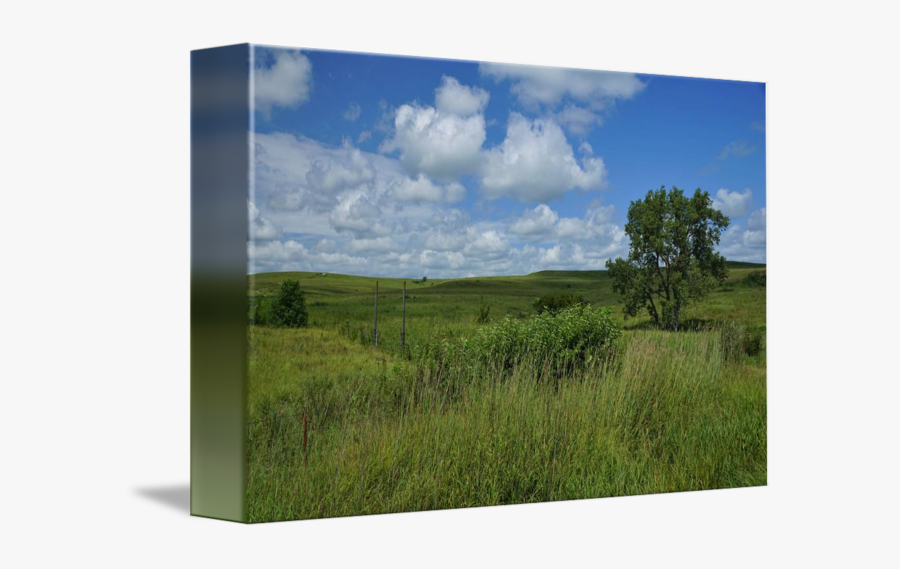 Clip Art Tall And By Gary - Grassland, Transparent Clipart