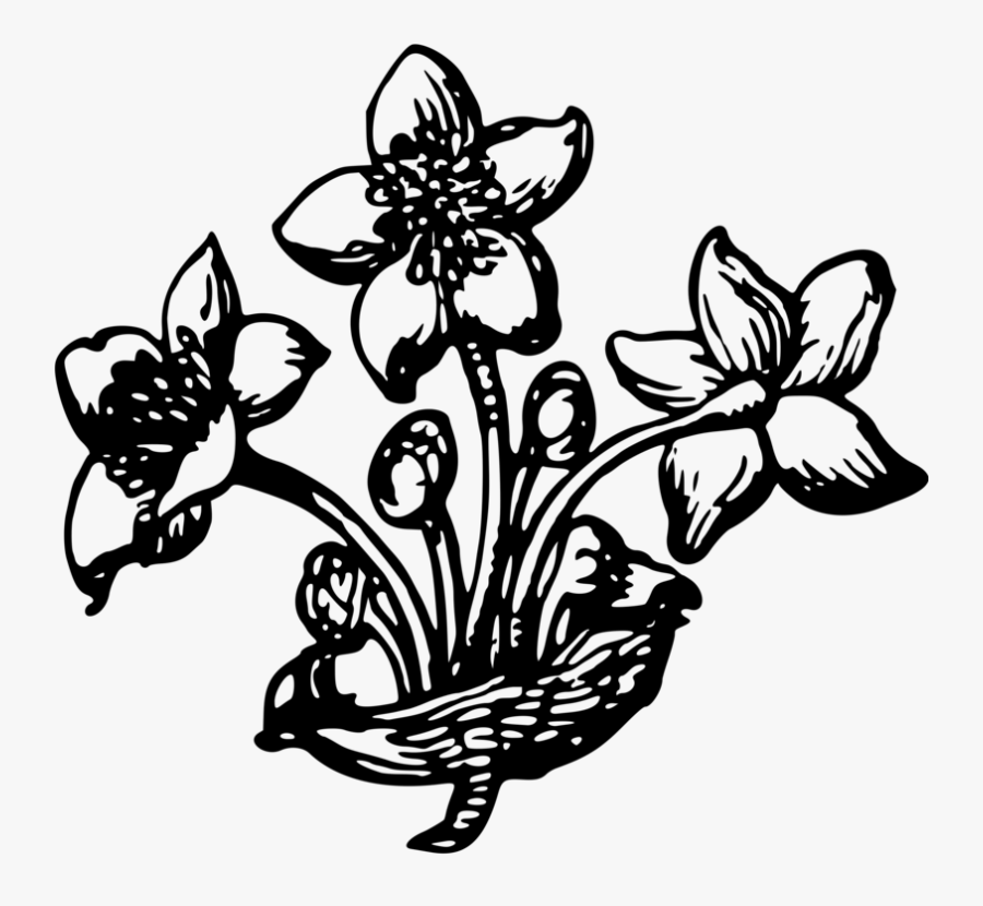 Orchid, Transparent Clipart