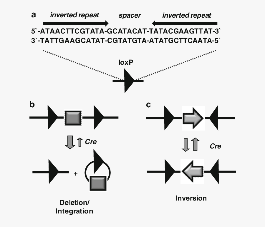 Loxp Recombination, Transparent Clipart