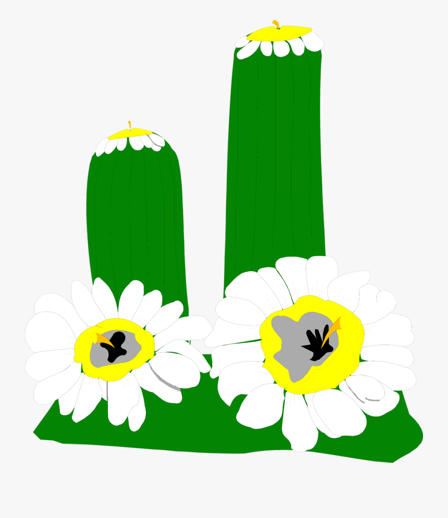 Cactus Clip Art With Transparent Background - Illustration, Transparent Clipart