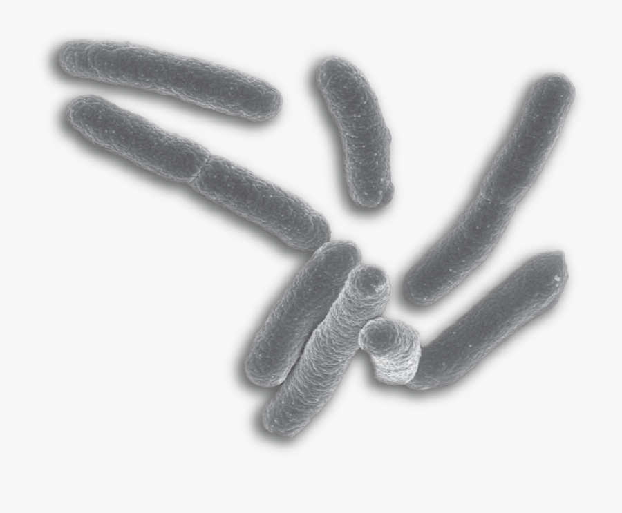 Banner Freeuse Stock Png - Mycobacterium Png, Transparent Clipart