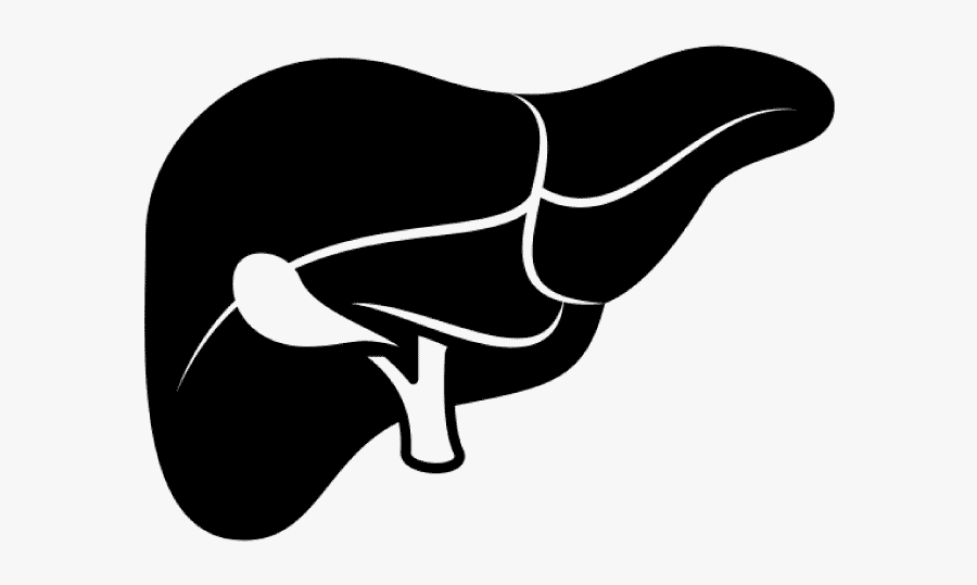 Liver Tonic - Liver Clipart Black And White, Transparent Clipart