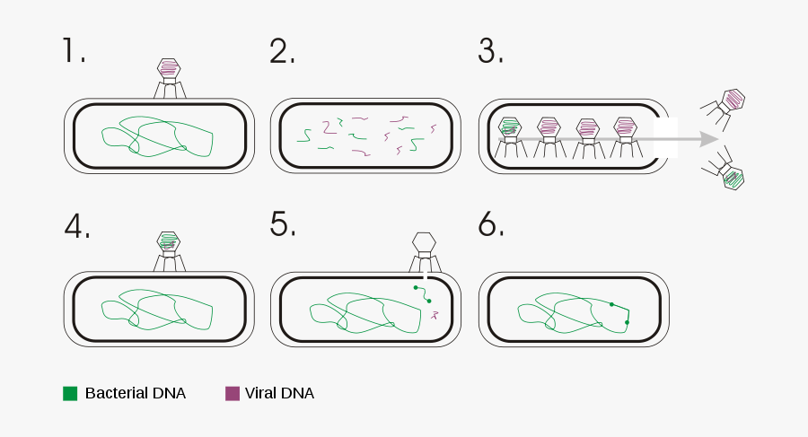 Gene Transduction, Transparent Clipart