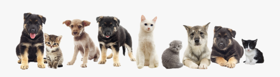 Dogs And Cats Png, Transparent Clipart