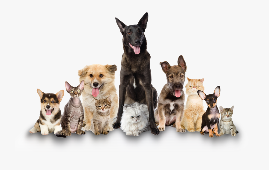 Group Of Cats Dogs Png - Transparent Background Dogs Png, Transparent Clipart