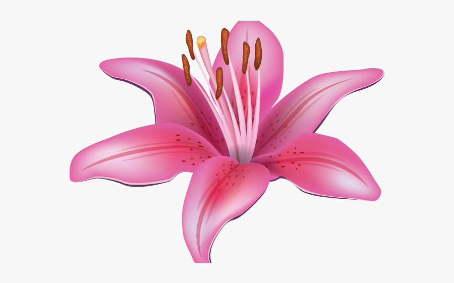 Pink Lily Flower Cartoon, Transparent Clipart