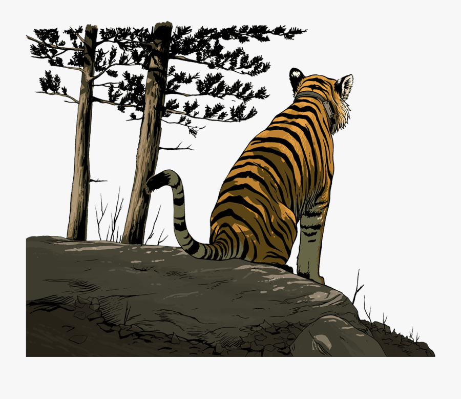 Uporny Looking Out At The Valley - Tiger Lookkng Out Over Mountain, Transparent Clipart