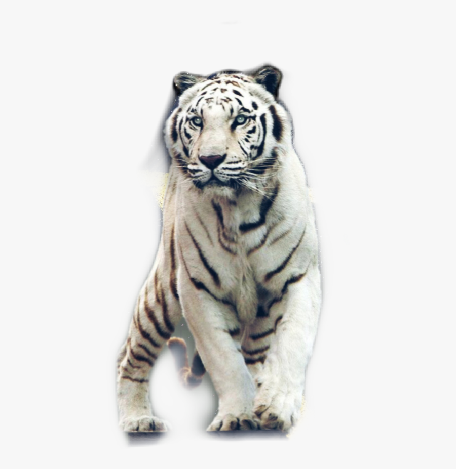 Freetoedit Giantanimals - Beautiful White Tiger, Transparent Clipart