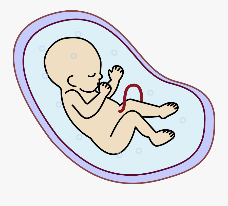 Embryo Clipart, Transparent Clipart