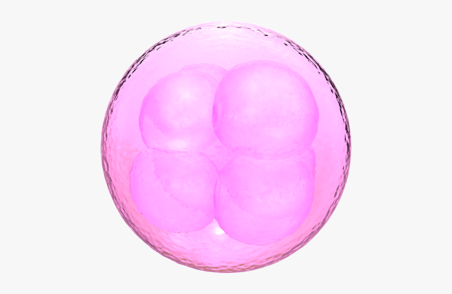 Fertility Lab At Boston Ivf - Fertilized Egg Cell, Transparent Clipart