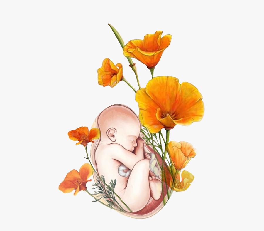 #sticker #baby #embryo #flower #newborn #blumen #newgeboren - Student Midwife, Transparent Clipart