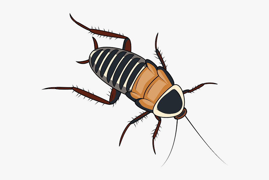 Madagascar Hissing Cockroach, Transparent Clipart