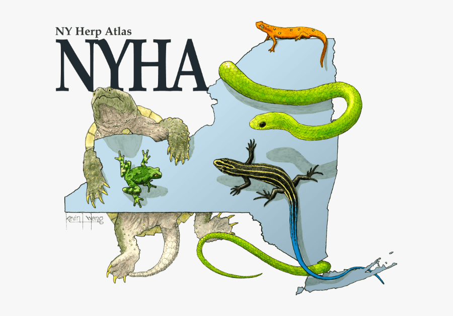 Eastern Newt - Cartoon, Transparent Clipart