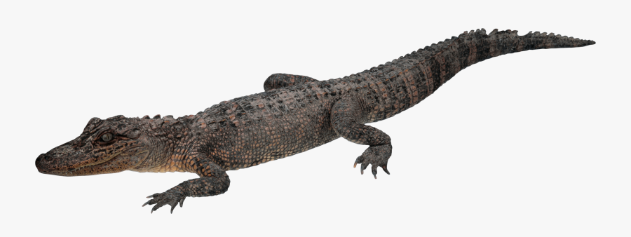 Chinese Alligator Png, Transparent Clipart