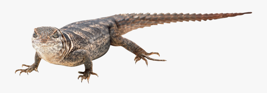 Best Free Lizard Icon - Png Transparent Lizzart, Transparent Clipart