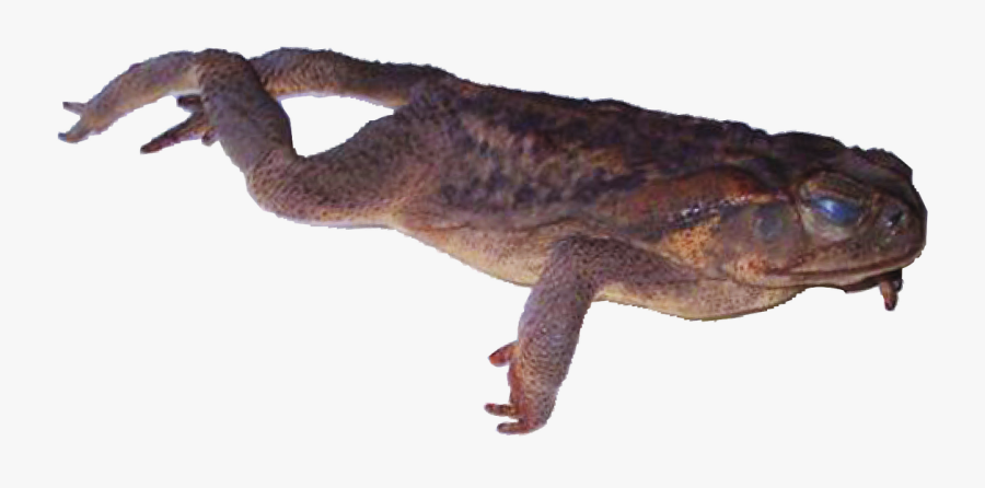 Eastern Newt - Chinese Warty Newt, Transparent Clipart