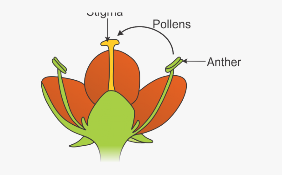 Illustration, Transparent Clipart