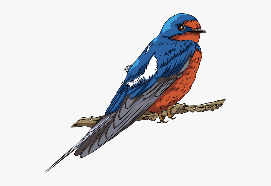 European Swallow, Transparent Clipart