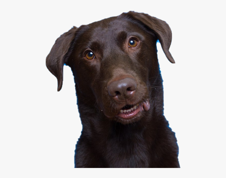 Dog Looking Png Transparent Picture - Labrador Retriever, Transparent Clipart