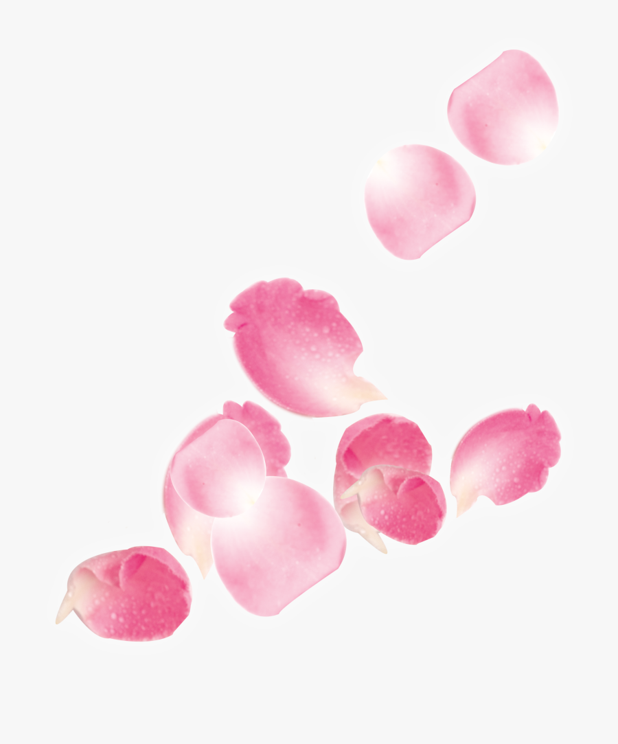 Transparent Sakura Flower Clipart - Transparent Pink Rose Petals, Transparent Clipart