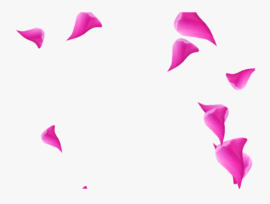 Rose, Transparent Clipart