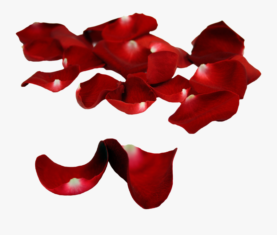 Rose Patals On Floor - Rose And Falling Petals Png, Transparent Clipart