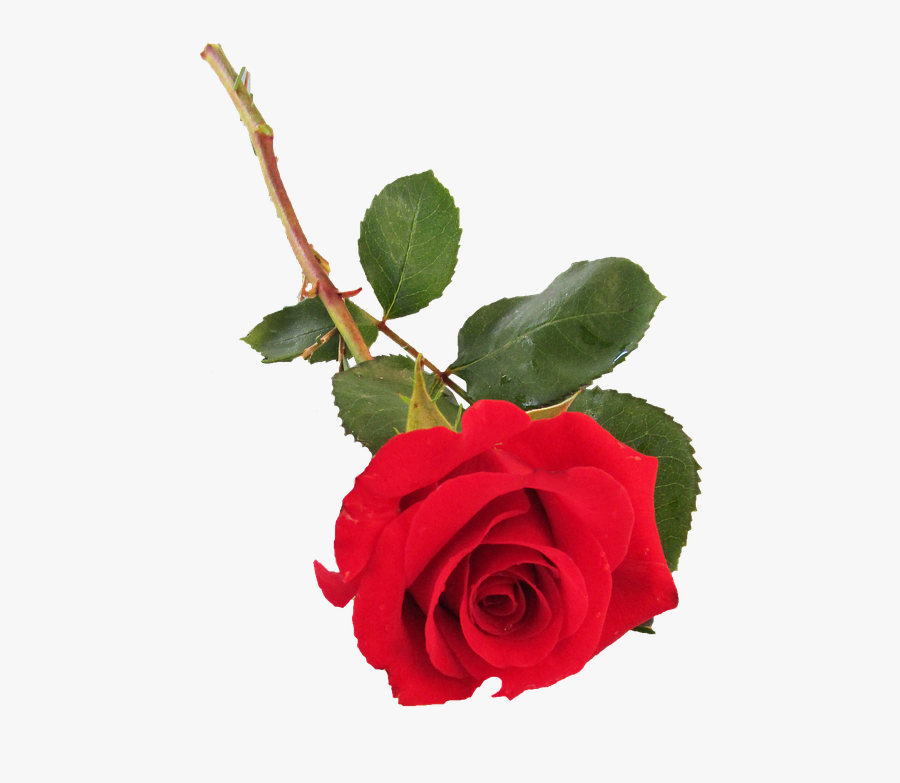 Transparent Long Stem Rose Clipart - Single Stem Rose Png, Transparent Clipart