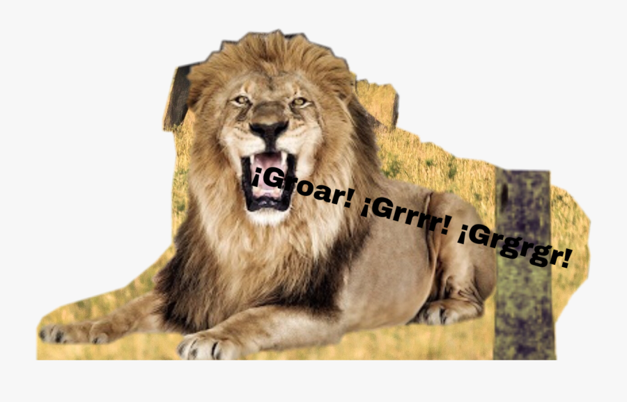 #onomatopoeia Of The Lion - Roaring Lion, Transparent Clipart