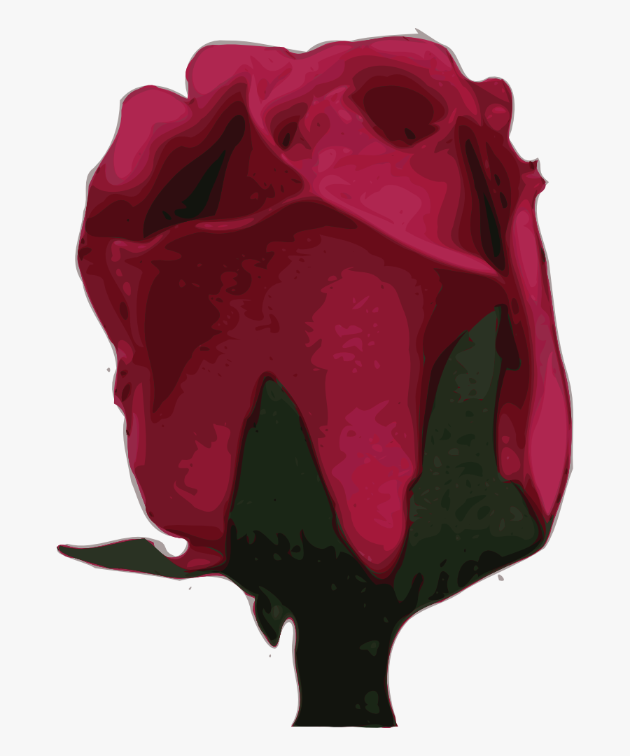 Garden Roses Cut Flowers Red - Rose, Transparent Clipart