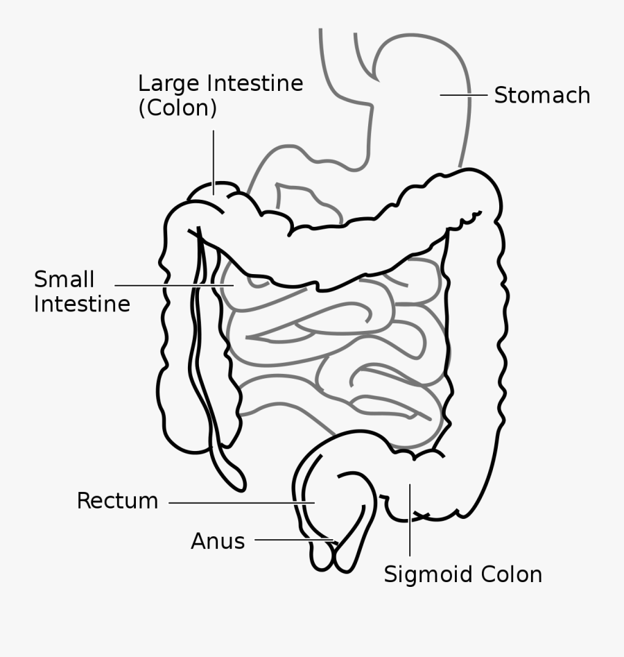 Butthole Drawing Anatomical - Large Intestine And Small Intestine Diagram, Transparent Clipart