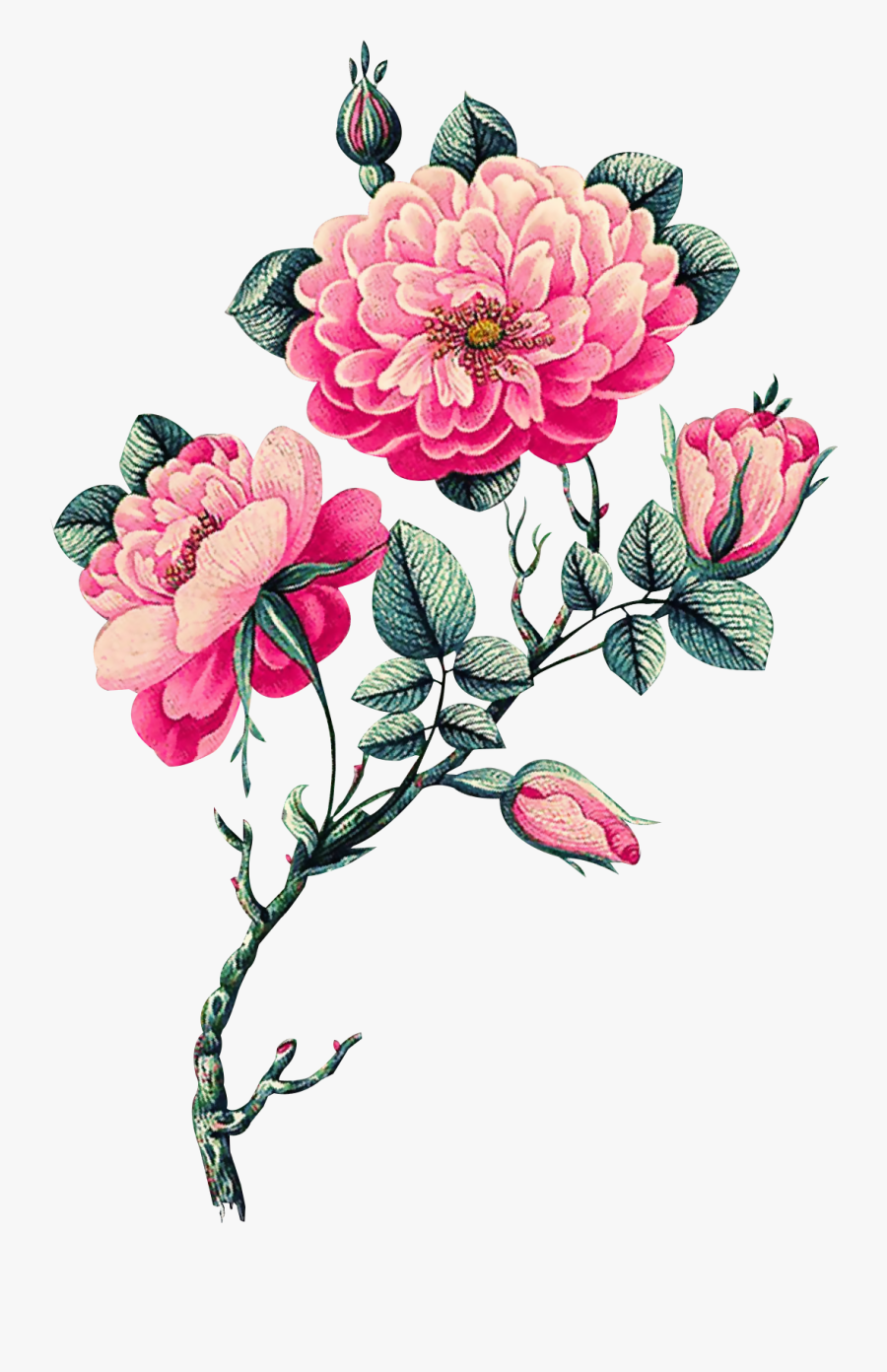 Vintage Floral Clipart, Transparent Clipart