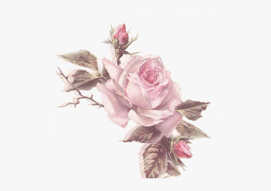 Garden Roses, Transparent Clipart