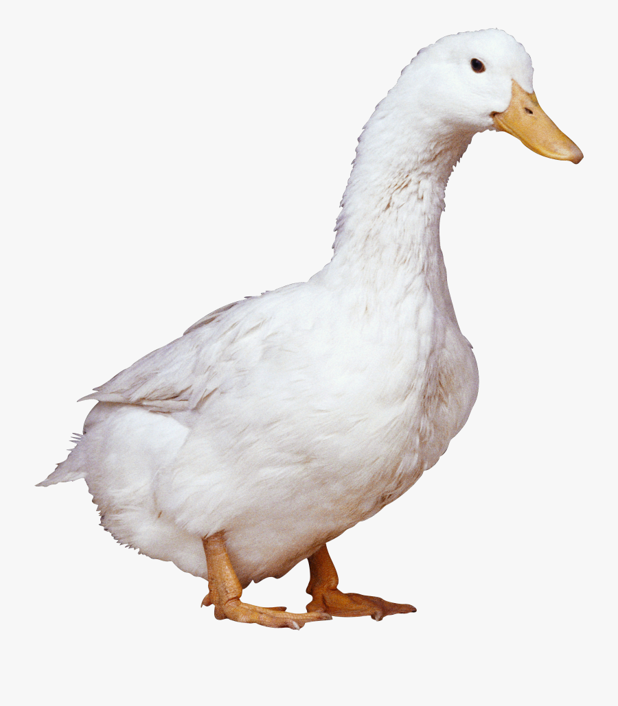 White Duck Png Image - Duck Png, Transparent Clipart