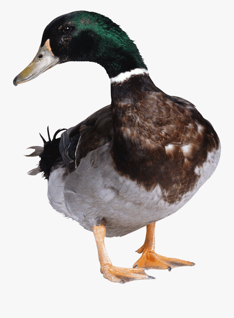 Transparent Flying Mallard Duck Clipart - Duck Png, Transparent Clipart