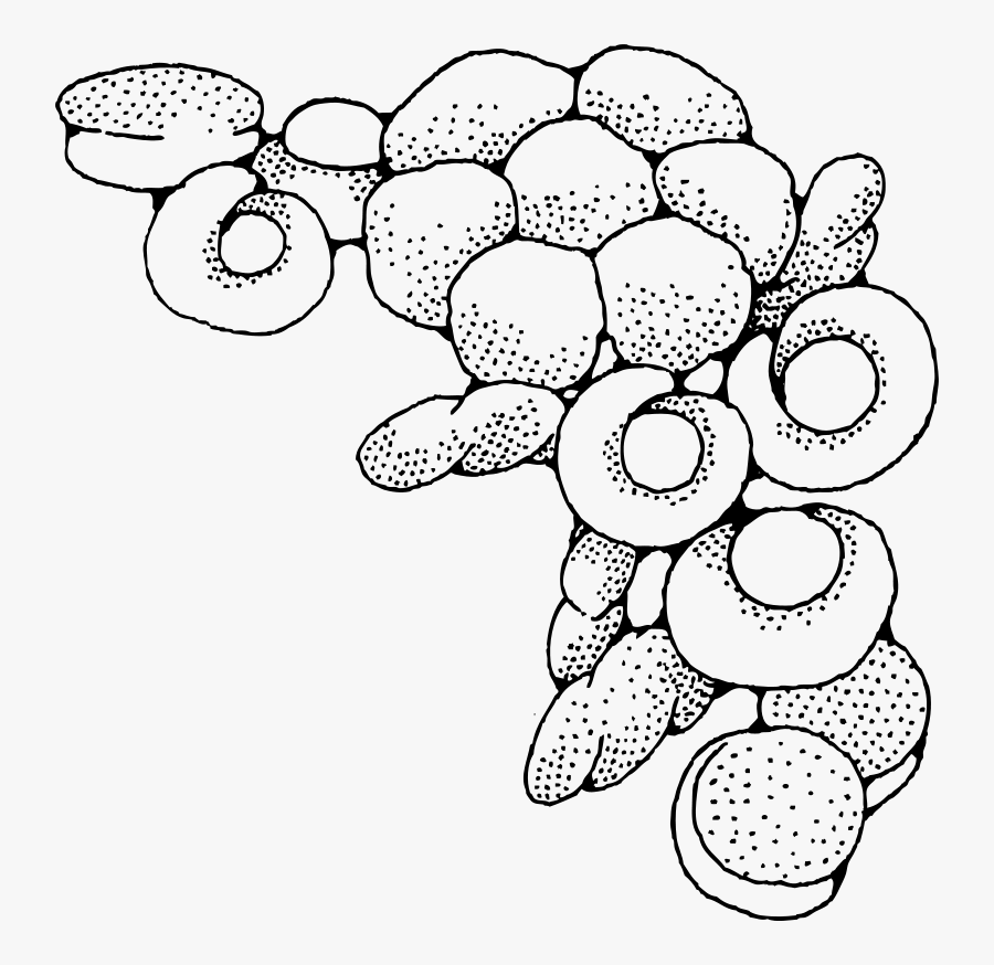 Lots Of Rolls - Border Bread Black And White, Transparent Clipart