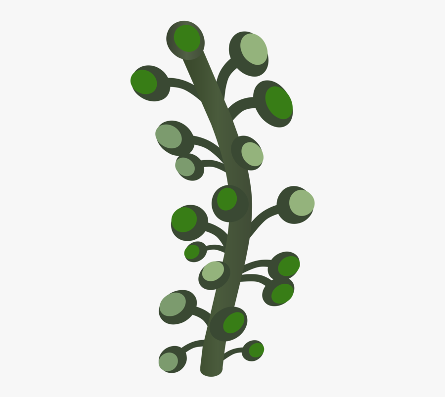 Plant,grass,leaf, Transparent Clipart