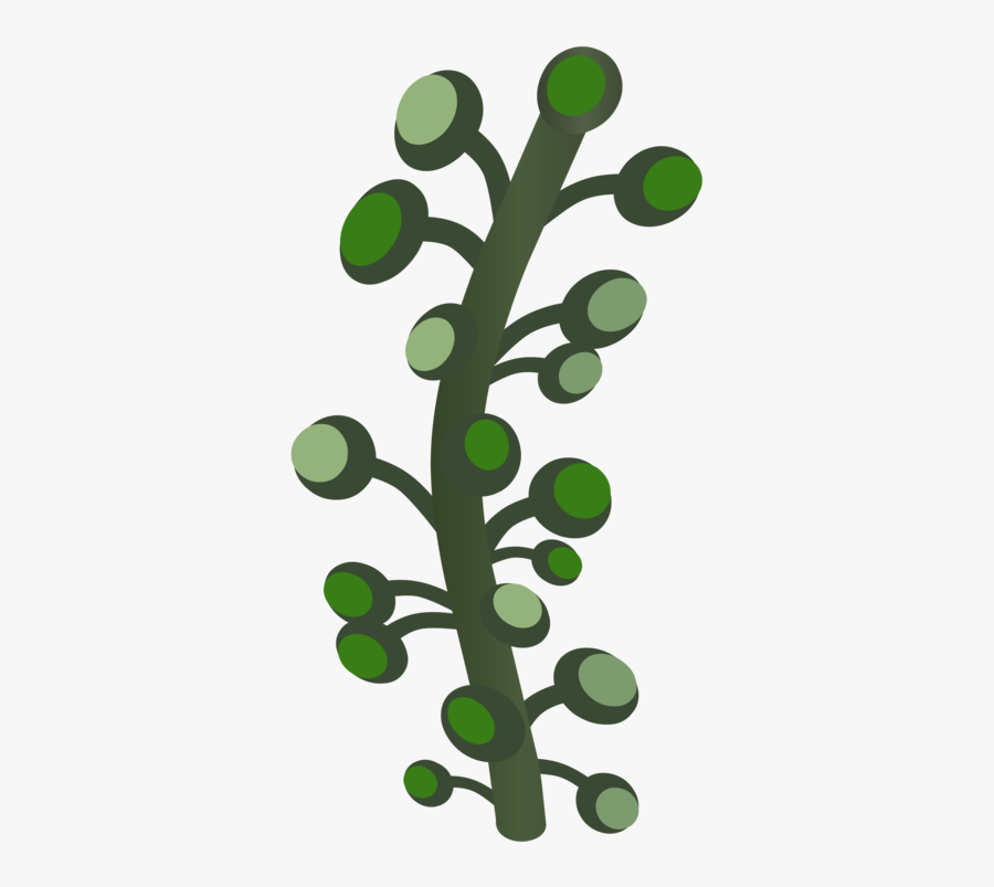 Plant,leaf,tree, Transparent Clipart