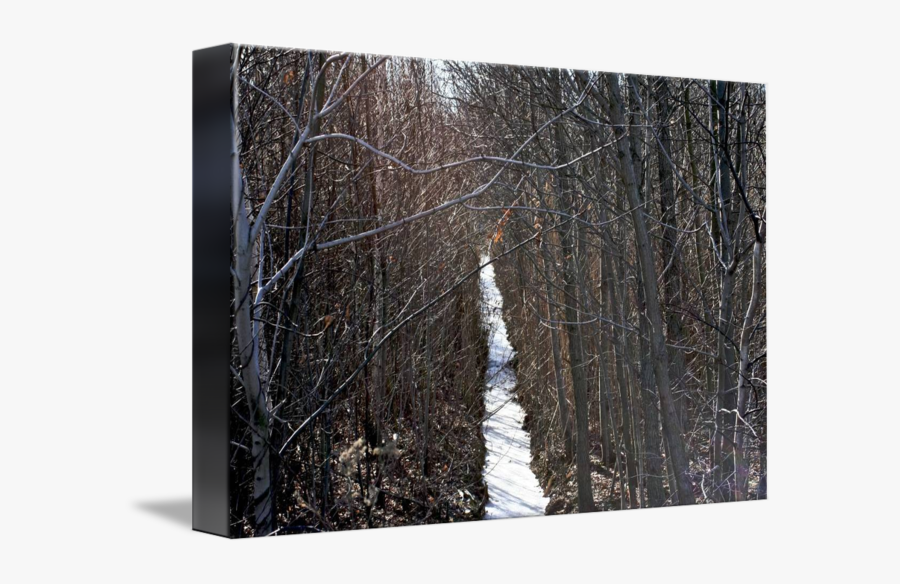 Clip Art Icy Forest - Canoe Birch, Transparent Clipart