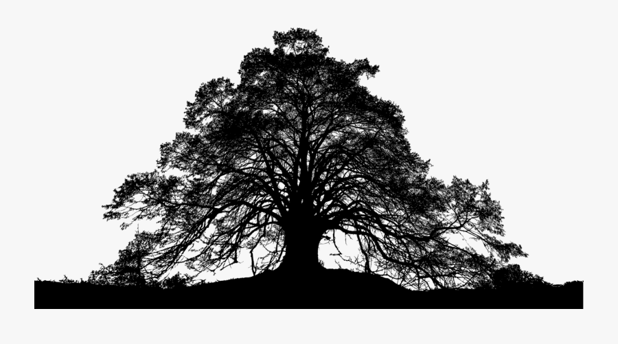 Oldgrowth Forest,stock Photography,leaf - Silhouette Forest Png Vector, Transparent Clipart