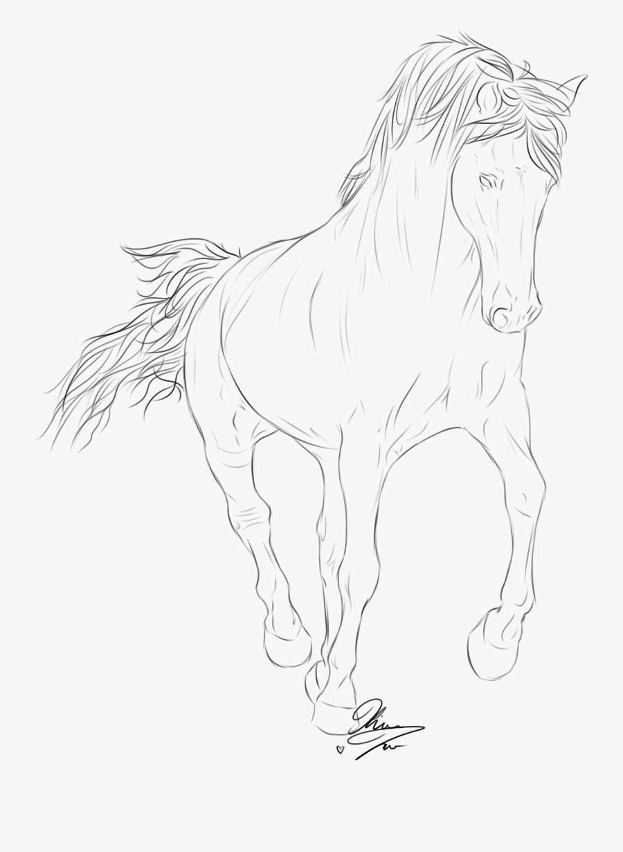 Rocky Mountain Horse Drawing, Transparent Clipart