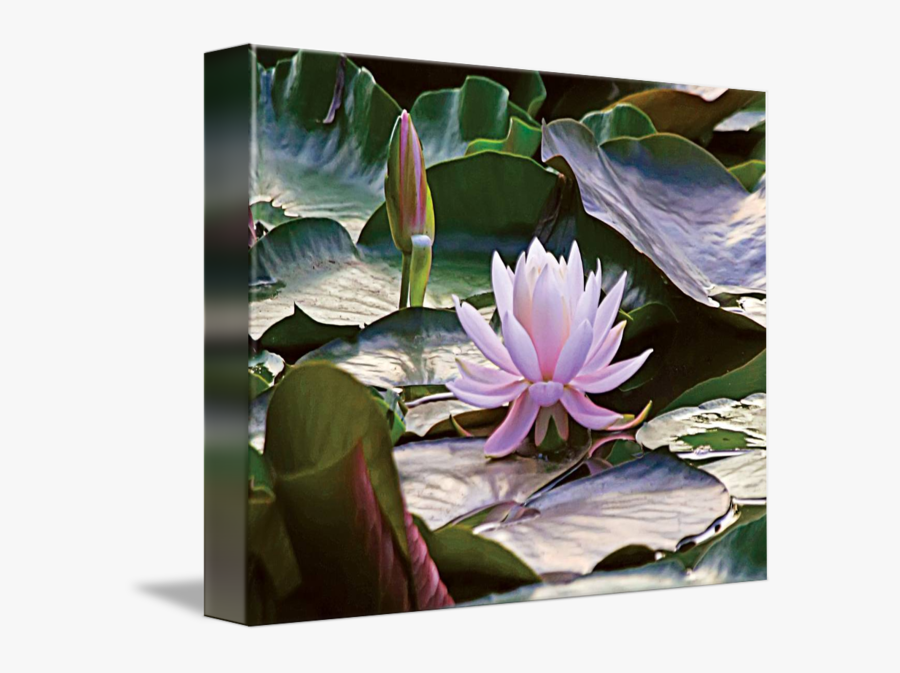 Lilypad Drawing Lily Pad Flower - Water Lily, Transparent Clipart